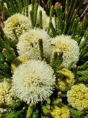 Camponotus angusticeps