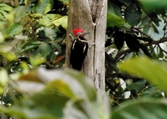 Dryocopus lineatus