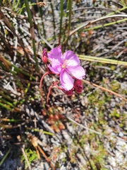 Drosera esterhuyseniae