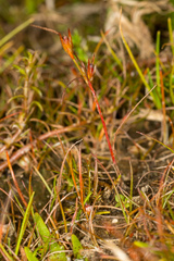 Juncus pusillus
