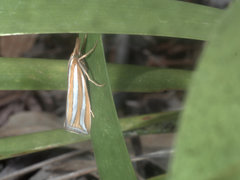Hednota bivittella