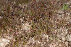 Juncus novae-zelandiae