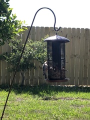 Melanerpes carolinus image