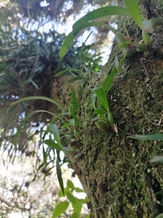 Maxillaria variabilis