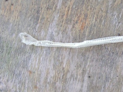 Leptophis diplotropis