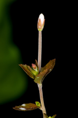 Epilobium insulare