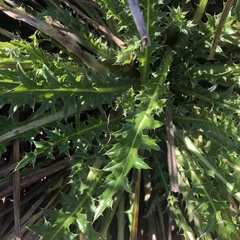 Cirsium hydrophilum hydrophilum