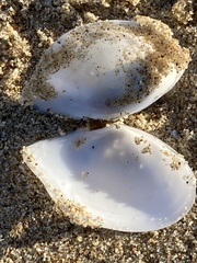 Rexithaerus indentata