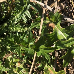 Cirsium hydrophilum hydrophilum