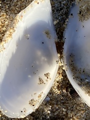 Rexithaerus indentata