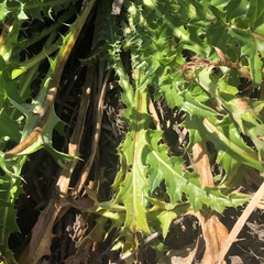 Cirsium hydrophilum hydrophilum