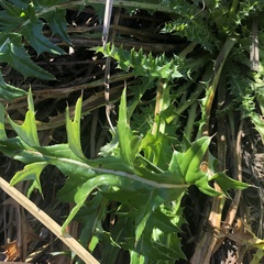 Cirsium hydrophilum hydrophilum