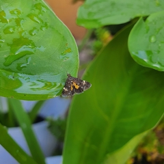Heliothela ophideresana