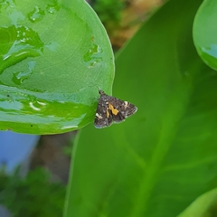Heliothela ophideresana