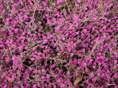 Melaleuca spathulata