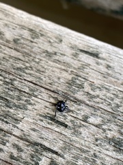 Glaucias amyoti