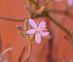 Stephanomeria tenuifolia