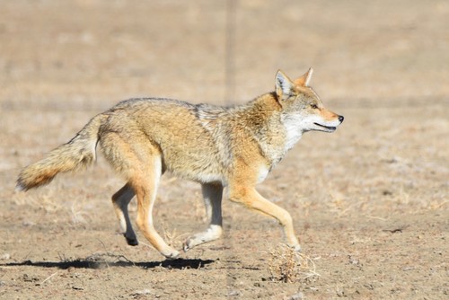 Coyote photographed in Colorado