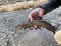 Catostomus fumeiventris