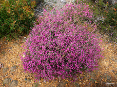 Melaleuca spathulata