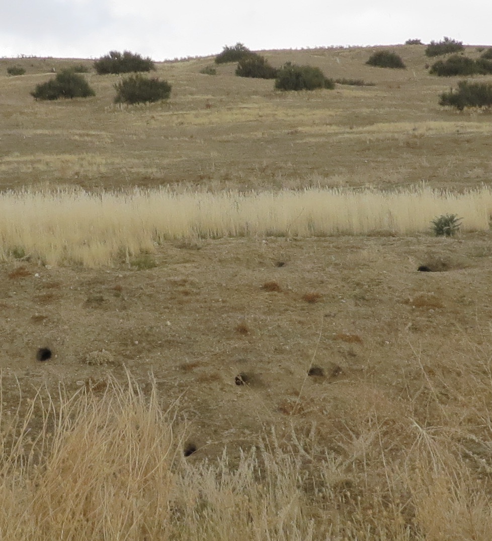 nelson's antelope ground squirrel, nelson's antelope squirrel, san joaquin antelope ground squirrel, san joaquin antelope squirrel