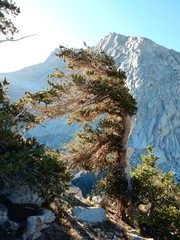Pinus balfouriana austrina