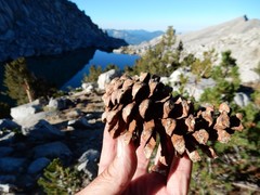 Pinus balfouriana austrina