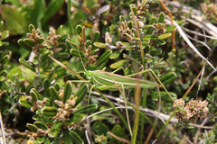 Tinzeda albosignata
