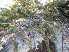 Pinus balfouriana austrina