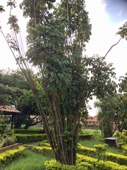 Polyscias guilfoylei