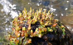 Zeylanidium