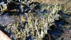 Zeylanidium