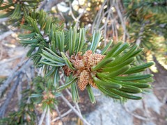 Pinus balfouriana austrina