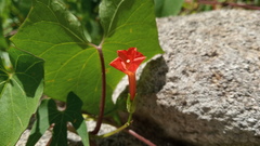Ipomoea rubriflora