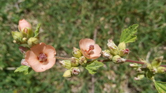 Sphaeralcea cordobensis