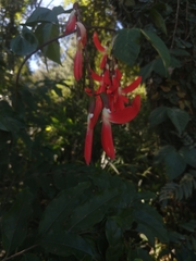 Camptosema spectabile