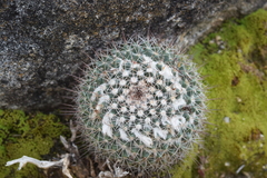Mammillaria petrophila petrophila