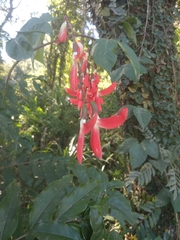 Camptosema spectabile