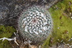Mammillaria petrophila petrophila