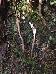 Clavulina castaneipes