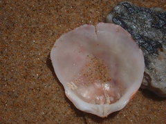 Spondylus tenellus