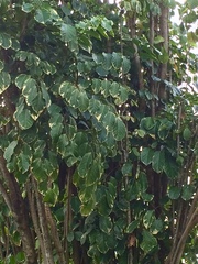 Polyscias guilfoylei