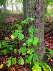 Toxicodendron radicans negundo