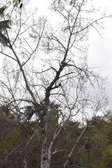 Populus brandegeei