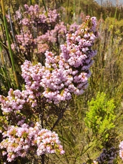 Erica autumnalis