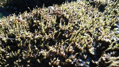Zeylanidium crustaceum