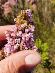 Erica autumnalis