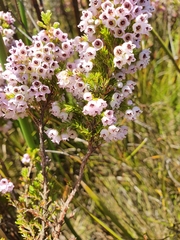 Erica autumnalis