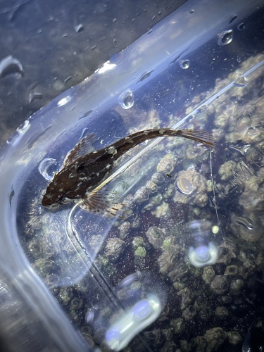 Sharpnose sculpin (Clinocottus acuticeps) — Cottidae — 2