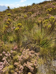 Erica autumnalis